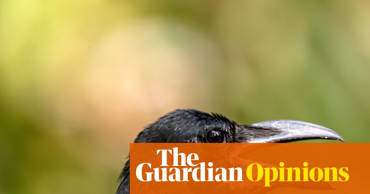 I should be happy to have a pigeon for a friend. But she wouldn’t be my first choice | Emma Beddington