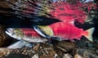 Canada to ban open-net pen salmon farming in British Columbia