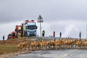 Antílopes tibetanos param o trânsito ao atravessar uma estrada.