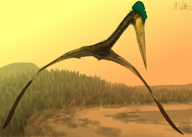 The largest pterosaurs had a wingspan in excess of 10 m and a large head on a long neck but were lightly built