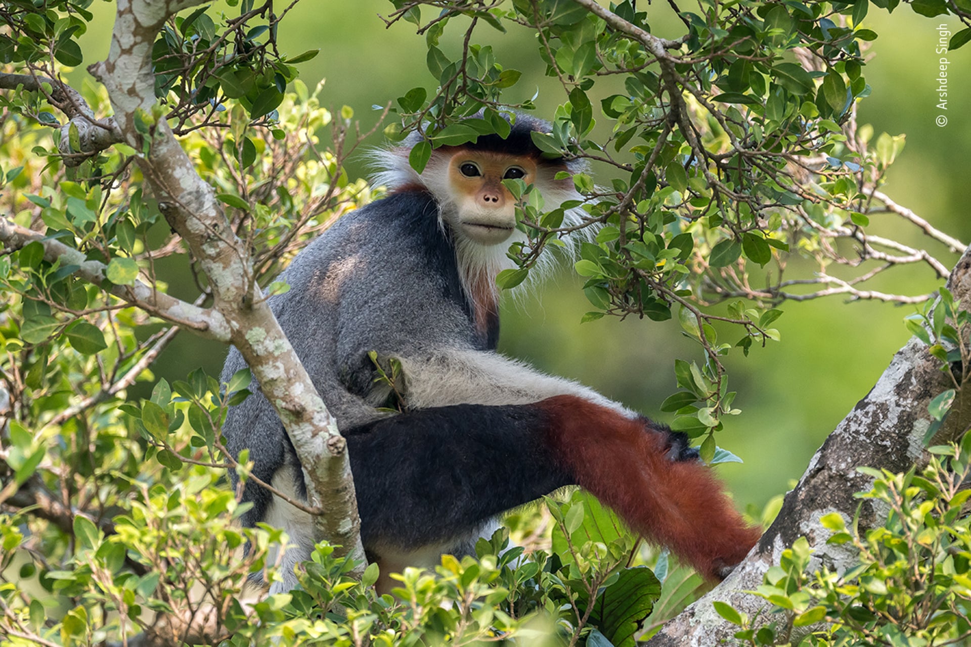 Wildlife photographer of the year 2020 – in pictures - World News