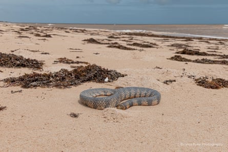 Wildlife impacted by Cyclone Narelle washed up on the coast of Exmouth, WA