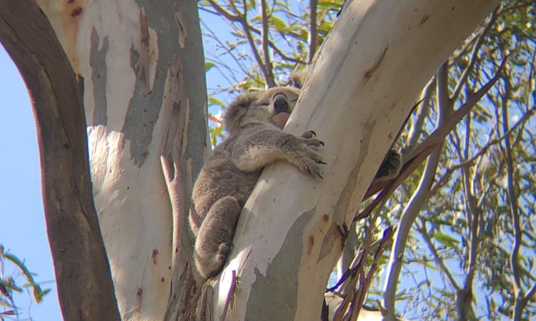 Koala deaths almost double in housing developments in south-western Sydney, data shows Koala deaths almost double in housing developments in south-western Sydney, data shows