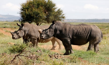 Black rhinos, one of the world’s endangered animals, in the north west province of South Africa.