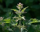 Country diary: Everybody loves to hate the stinging nettle – dont they? | Derek Niemann Frome, Somerset: This much-maligned midsummer menace has few friends among humans, but look closely and you might find an orgy of eating and matingEyes smarting, throat tickling, nostrils dog-wet, I pick my way along a thready footpath up the combe, only half-prepared for the next irritation. Nettles, I am watching you. But not well enough it seems, for a sneaky one hidden under the skirts of encroaching grasses and umbellifers grazes the back of my bare calf. It induces that tingling somewhere between pain and pleasure – one that quickly develops into a needling throb.It is hard to love a nettle. This much-loathed plant may be one of the first that many children learn to identify, for their own protection. It has a secondhand look, with wrinkly, crinkly jagged hearts for leaves. It has no sheen; it does not shine. Near-invisible fine hairs on the upper surfaces give the dulled green a dusty, soiled appearance. Continue reading...