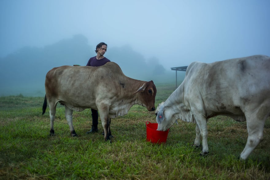 Lawrence Fox with cows Amy and Sophia.