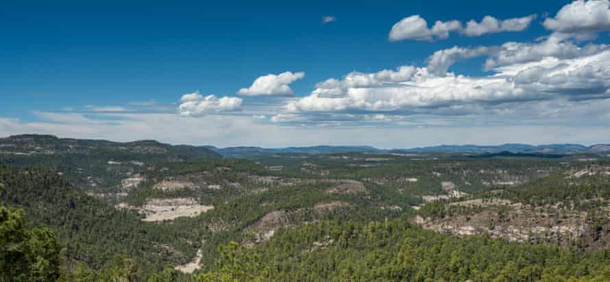 The pine forests of the Sierra Madre, outside the town of Creel, Chihuahua, Mexico.