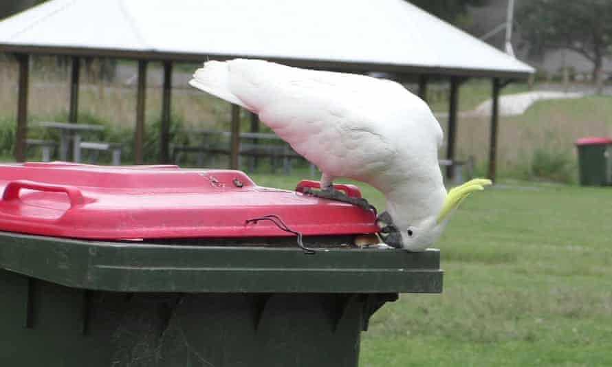 ... and beaks.