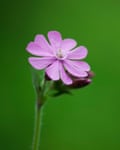 A red campion in flower.