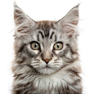 Kitten
