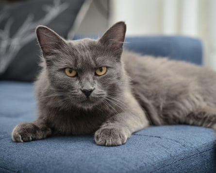 A cat lying on the couch. It is gray with yellow eyes.
