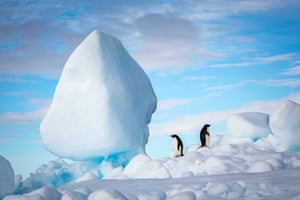 Two Adelie penguins face away from each other against a backdrop of blue sky and ice