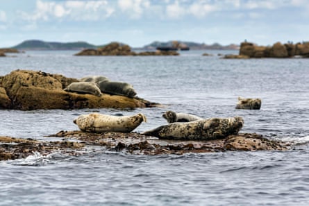 Grey seals resting on rocks in the sea