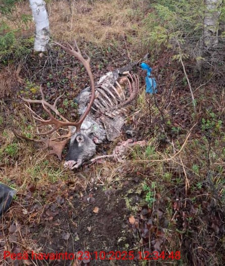 A reindeer skeleton on the forest floor