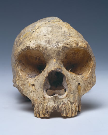 Gibraltar 1, a skull from an adult female Neanderthal, is on display at the Natural History Museum.