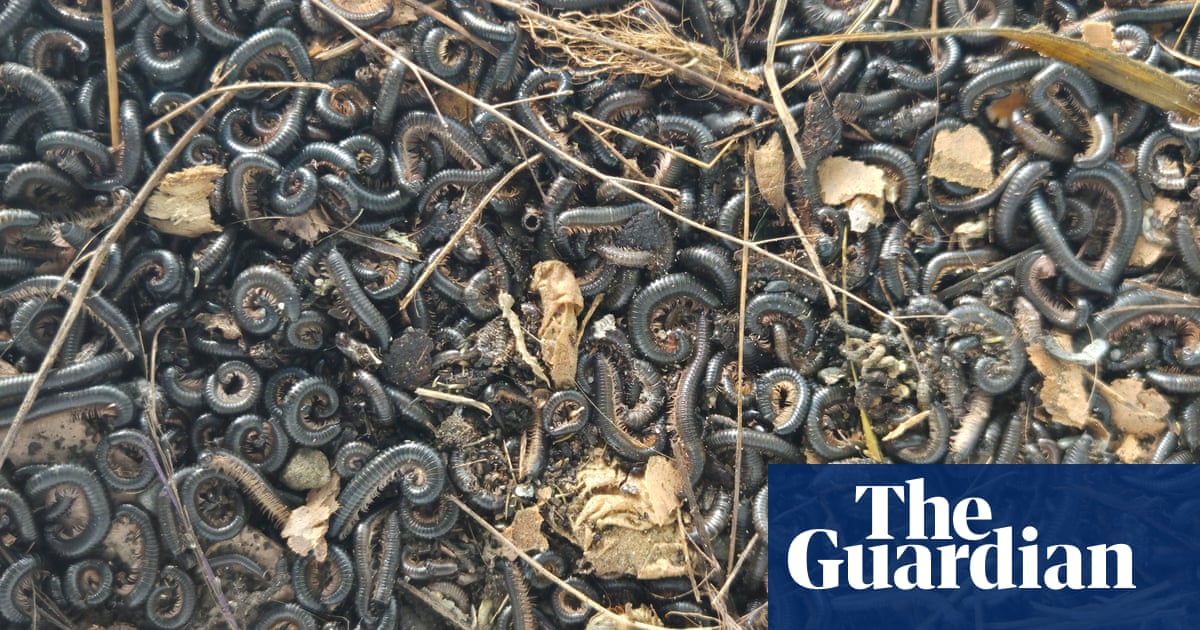 I've woken up with them on my face': Portuguese millipede infestation horrifies Wellington