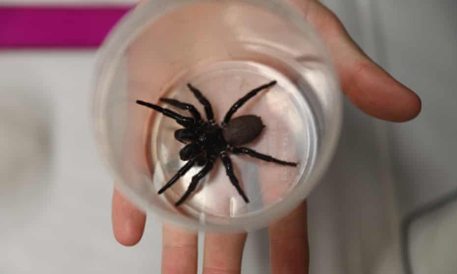 The 8cm funnel web is twice the size of a typical one