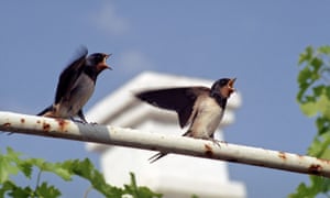 Birds such as these swallow are already squeezed out of many urban areas.