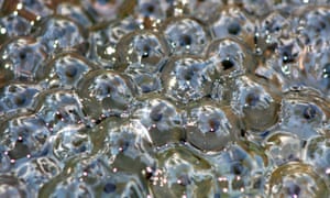(
Dry winters are bad news for frogs
)
