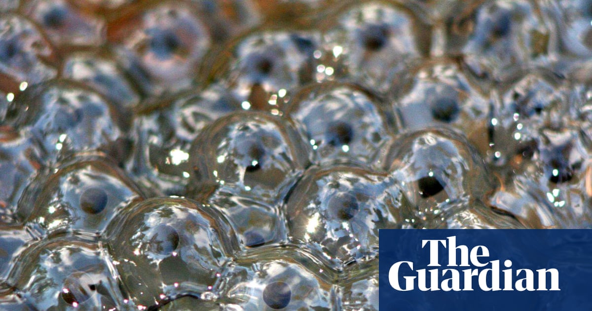 Country diary: Frogspawn returns to the pond I built with my father | Claire Stares