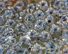 Country diary: Frogspawn returns to the pond I built with my father | Claire Stares