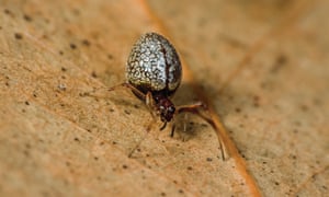 A female dew drop spider from Brisbane in Queensland.