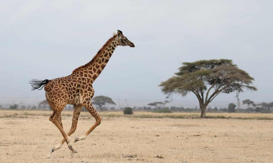 A giraffe in Amboseli national park, Kenya