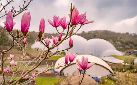 Flowers starting to bloom, with domed structures behind