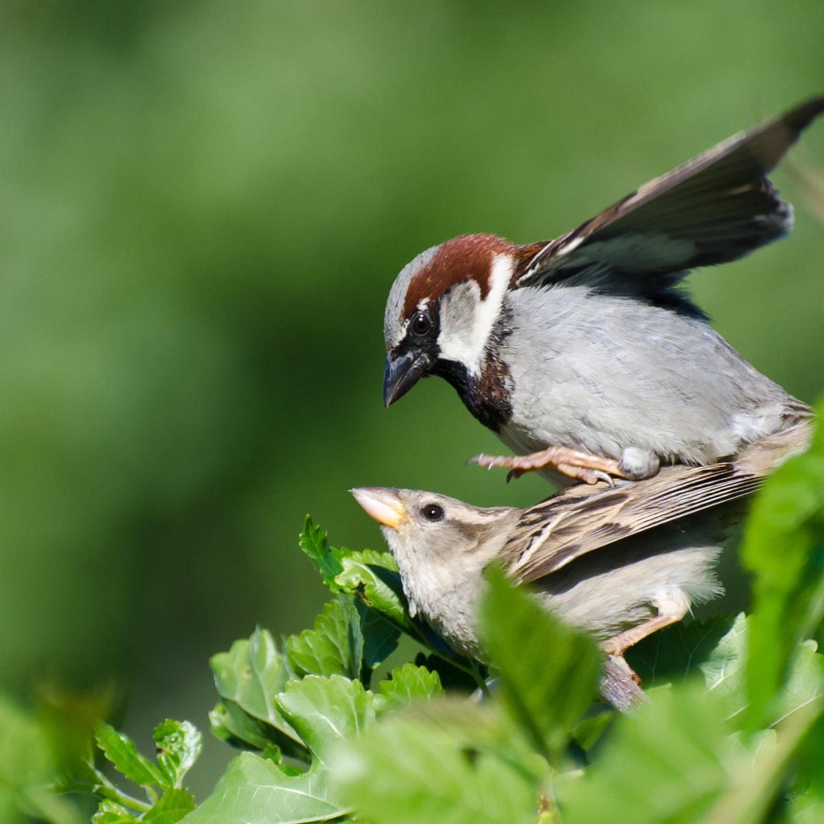 Country Diary Soft Sounds Of Sparrow Seduction Birds The Guardian Country Diary Soft Sounds Of Sparrow Seduction Birds The Guardian