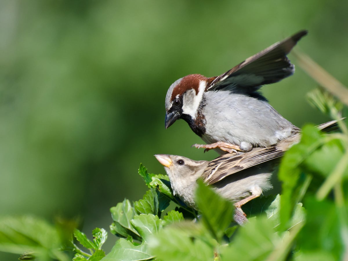 Country Diary Soft Sounds Of Sparrow Seduction Birds The Guardian Country Diary Soft Sounds Of Sparrow Seduction Birds The Guardian