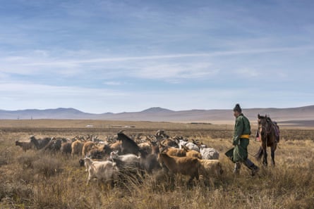Mongolian herder and his horse driving cashmere goats, near Hustai national park, Mongolia