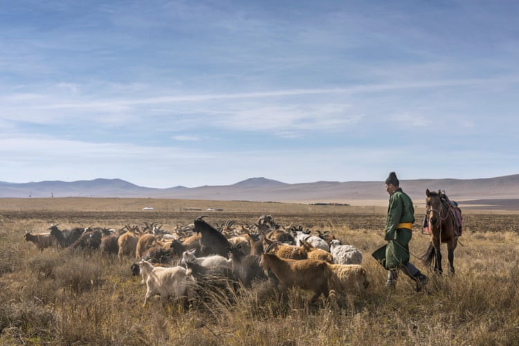 A herder drives cashmere goats near Hustai national park. Domestic animals reduce grass available for wildlife