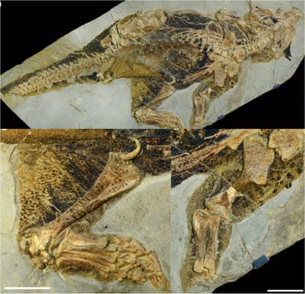 Senckenberg Psittacosaur, showing exquisite preservation of skin pigments