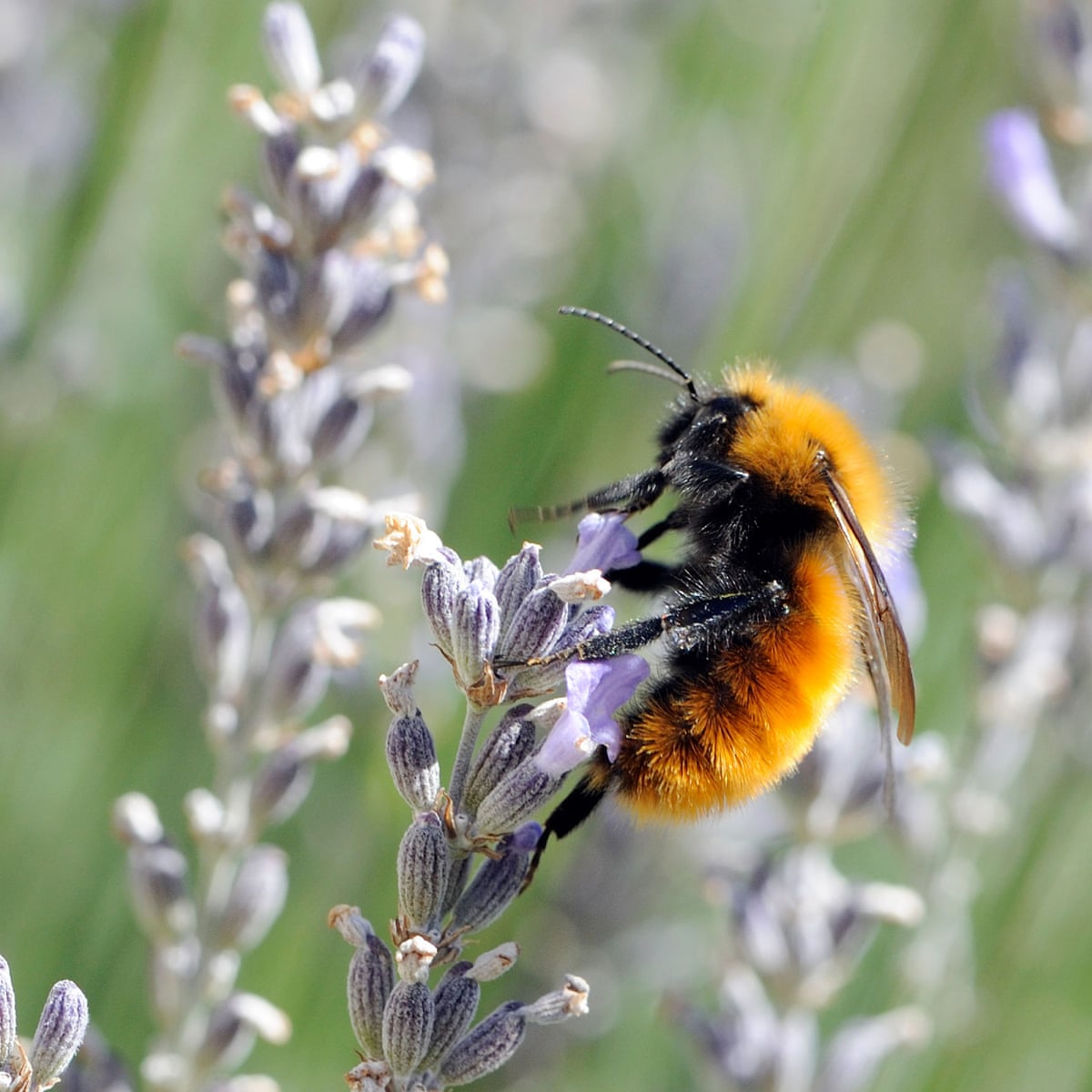 The battle to save the world's biggest bumblebee from extinction, Environment