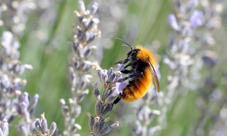 The Patagonian Bumblebee on lavender flowersNumbers of the South American bee are dwindling as bees imported from Europe for pollination bring parasites. 