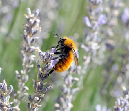 Bombus dahlbomii visits a lavender flower.
