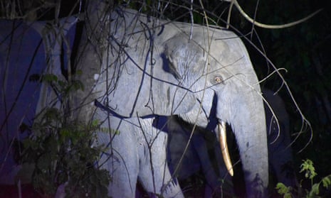 Blue Elephant with Orange Ears and White Spots