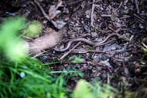 A slow worm.