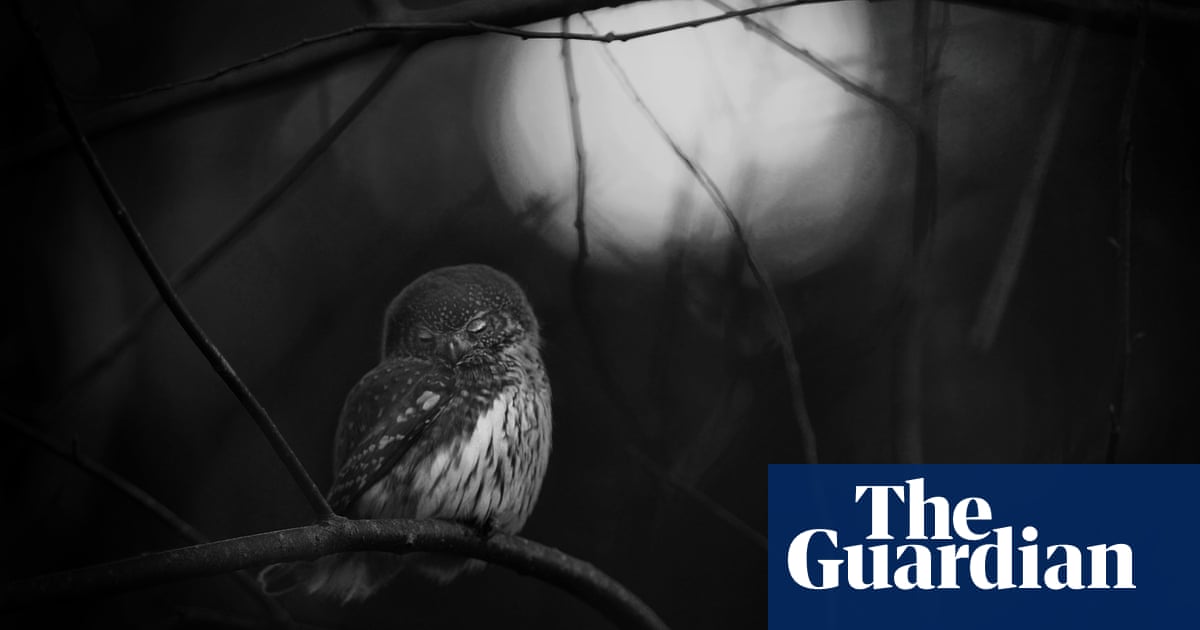 2016 wildlife photographer of the year - winners in pictures