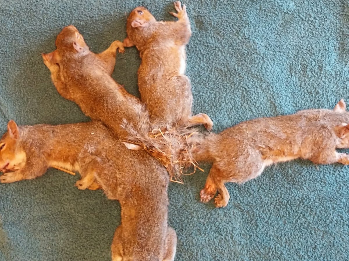 A tale of five squirrels: vets untangle 'Gordian Knot' of rodents | US news  | The Guardian