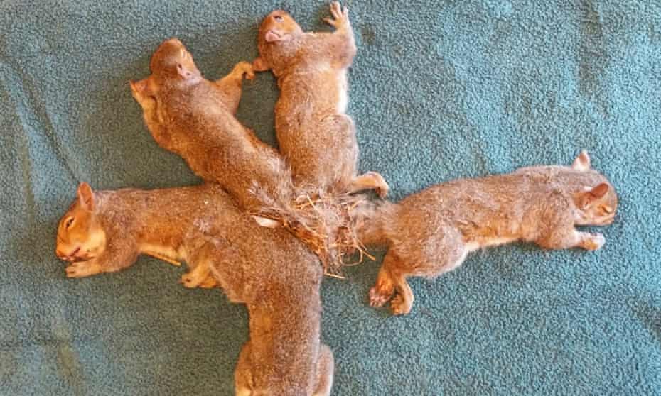 The squirrels were sedated before wildlife workers set about untangling their tails. 