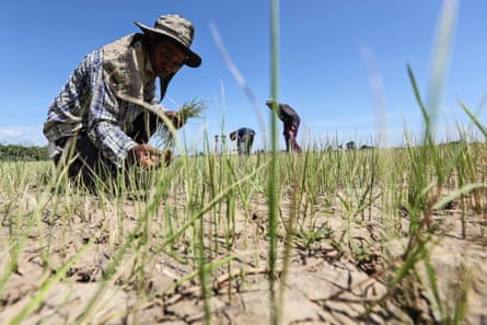 A farmer inspects his dried rice field in Praek Sriracha, Chainat province, Thailand.