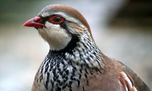 Red-legged partridge