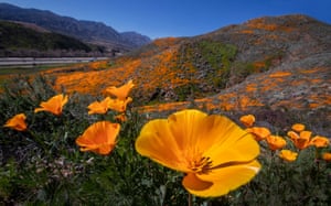 Papoulas da primavera da Califórnia e flores silvestres florescendo nas encostas superiores do Walker Canyon no lago Elsinore, EUA