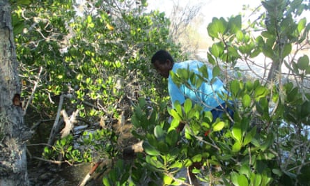 Mangrove restoration work in Kivalo