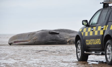 Sixth Sperm Whale Dies on British Beach