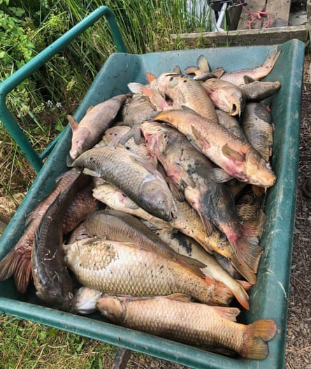 A barrow full of dead fish