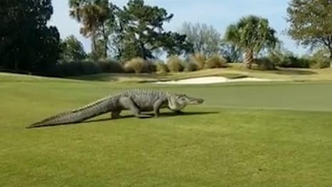 'Monster nine-foot' alligator invades golf course in Georgia – video