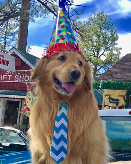 Mayor Max of Idyllwild, California, is a golden retriever on a mission for world peace.