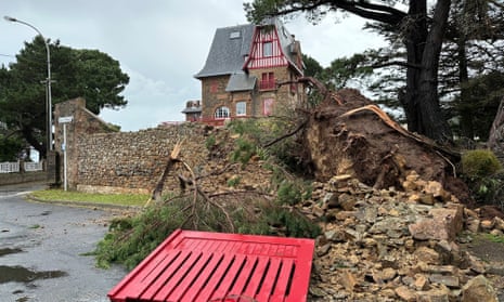A fallen tree in Perros-Guirec, Brittany, France.
